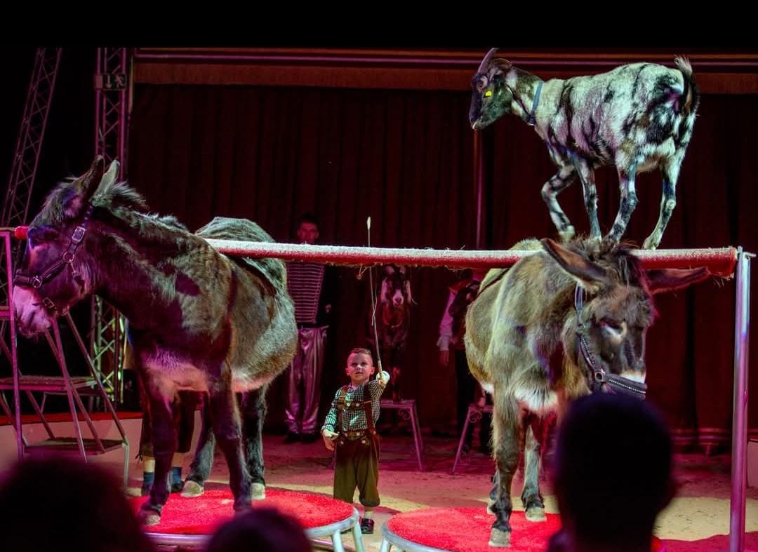 Jake und tierische Freunde